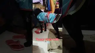 Tommy the black labrador winter ❄️☃️ outfit #shorts #viral