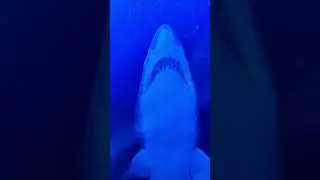 Meet the GREAT Shark of Dubai Mall Aquarium Tunnel #shorts