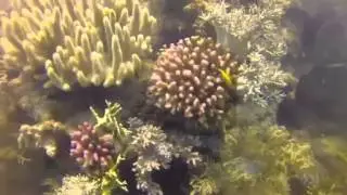 Climate change causing Great Barrier Reef irreversible damage