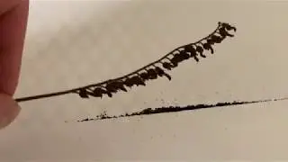 Drosera Capensis Seed Harvest Video