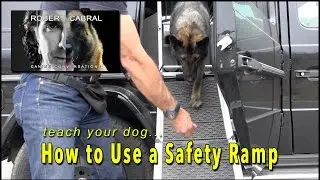 Safety Ramp for Dogs, teach your dog how to use one! - Robert Cabral Dog Training & Safety