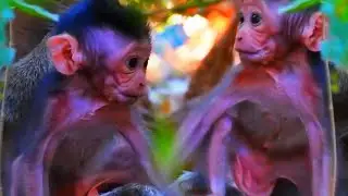 Super Cute Baby Monkey Doing Hard To Walk Well, Adorable Wildlife