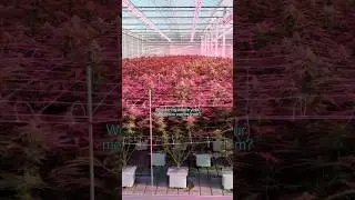 Inside the UK&rsquo;s largest medical cannabis farm.