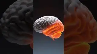 We Can Record Your DREAMS: Decoding the Hippocampus Format 🤯