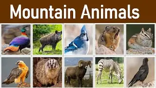 Explore Mountain Wildlife Creatures |Wild Animals in Mountains with Pictures | Wild Mountain Animals