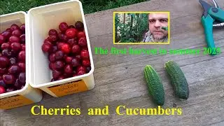 Fruit and vegetable garden // The first harvest of cherries and cucumbers on Sunday June 22,  2025