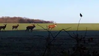 Harde cerf et biche en for&ecirc;t de ch&acirc;teauneuf en thymerais