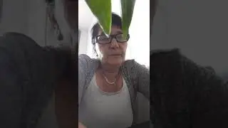 PIKACS VIOLETTA HAL&Aacute;LOSAN MEGFENYEGETI VARGA IR&Eacute;NT