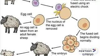 Perpetuation through genetic Engineering - Trixcy