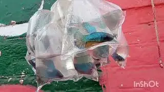 Mashallah aaj hamara new stock a Gaya fighter fish 🐟 a gai hai 🥰