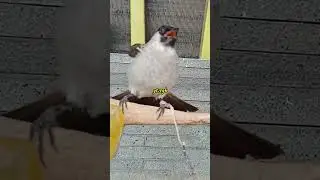 Powerful Garuda Bulbul Bird Voice#birds #shorts