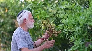 משתלות וייצמן - מושב עין הבשור