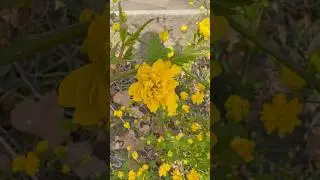 Kerria japonica 
