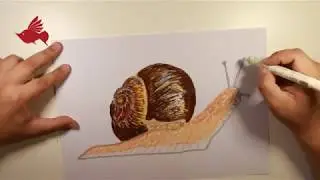 How to Paint a snail with Oil Pastel color | step by step