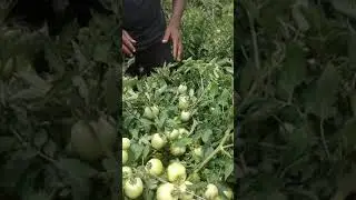Agronomist Michael Baboolal Visits Tabaquite. Mr. Rambo.