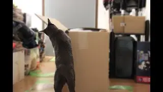 🎁 Joint unpacking of the first gifts from Germany, part 1️⃣🐈&zwj;⬛