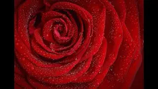 Beautiful Flowers, Planet Earth Amazing Nature Scenery and The Best Relaxing Music, Flower Blooming