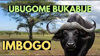 IMBOGO : Inyamaswa ifite UBUGOME n' IMBARAGA byinshi. Urupfu rw'Umukara.