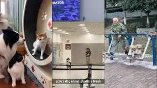 When your dog does funny things