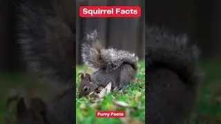 Fun Facts about Squirrels!! #shorts