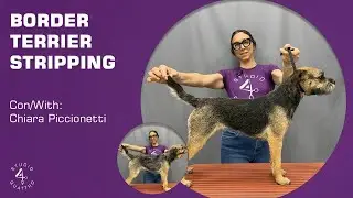 BORDER TERRIER TRAILER