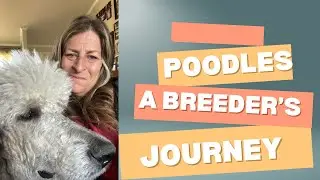A Day in the life of a poodle breeder