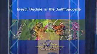 Insect Decline in the Anthropocene - Introductory Remarks