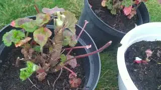Jak przechowywać pelargonie przez zime?