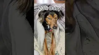 !!! My dog took a DNA test let's see the results!!! #tilly#paws#dogs#funny