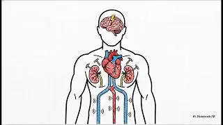 The High Blood Pressure Vicious Cycle: Why Medication Isn&rsquo;t the Answer (Dr. John Bergman)
