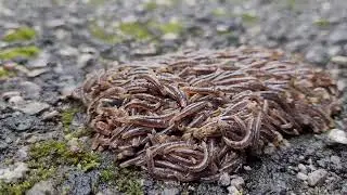 Rolling Swarm!