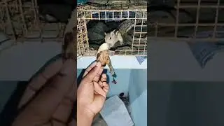 Squirrel baby taking the food