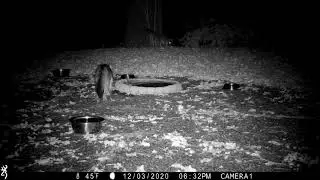 Grey Fox Eating a Persimmon