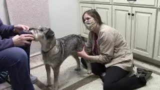 Dr. Donna talks about the treatment of cancer and pain in a Standard Schnauzer named Hallelujah.