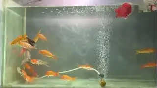 New fish 🐠🐋🐟 available#aligarh #localup#all india#channel#pets lovers#lovere fish aquarium