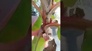 Bonsai Banana Tree | #shorts #gardening #bonsai