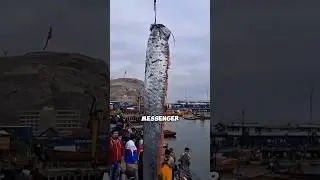 oarfish-mysterious giant signals disaster🙀⁉️