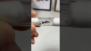 Unboxing reine fourmi d&rsquo;Am&eacute;rique du Sud !