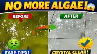 How to keep a fish tank free of Algae