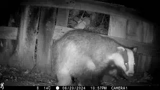 20th June 2024 Badger traffic jam at the secret entrance