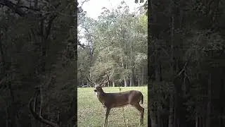Sweetwater Plantation Buck Cam 404