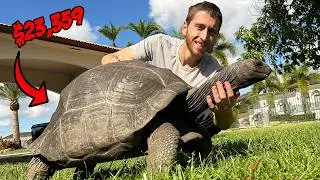 The Most Expensive Tortoises in my Collection!