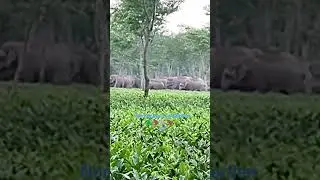 #wildlife #elephant 🦣🐘Tea Garden