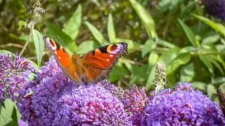 ASK ARTECHOUSE | How does Climate Change Affect Butterflies?