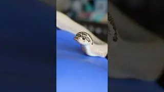 Cute baby hognose #hognose #westernhognose #snake #arctichognose