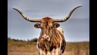 Texas Longhorn Cattle | Street Entertainment