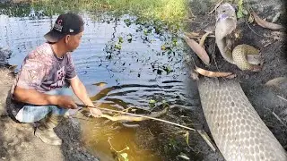 Tatlong cobra na salarin sa pag ubos ng mga bibi