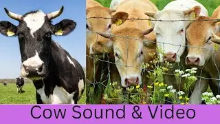 Cow Sounds, Animal Sound for kid #Cow #cowsounds #cowsoundeffects #birdssounds #animalsounds
