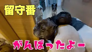 今までで1番長いお留守番をがんばった6兄弟を褒めてほしい！