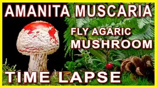 Fly Agaric growing and dying Time Lapse. Poisonous Mushroom Amanita Muscaria.